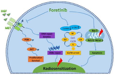 characterizing  mechanisms  radiosensitization mediated