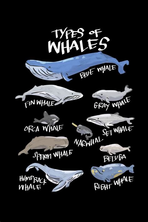 Buy types of whales blue whale fin whale grey whale orca whale set whale narwhal sperm whale