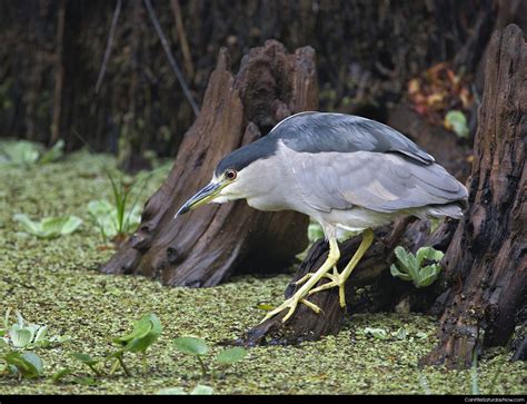 Can It Be Saturday Now Com Swamp Bird