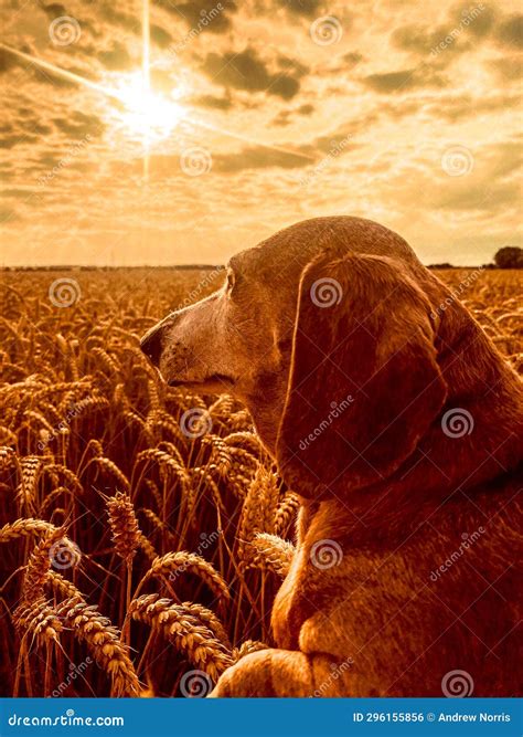 Miniature Dachshund Dog stock photo. Image of shortlegged - 296155856