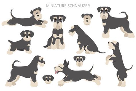 Schnauzer Cartoon Images Browse 2 987 Stock Photos Vectors And