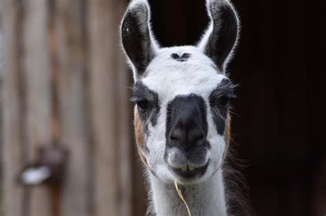 Premium Photo Close Up Portrait Of A Alpaka