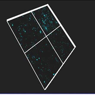 Confocal Images Of U Os Cells With Dapi Stained Nucleus After Days Of