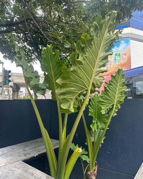 ALOCASIA ‘PORTORA’ — Aroidpedia