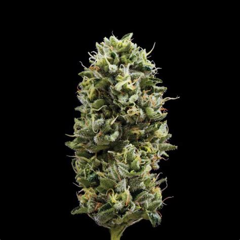 Buy Snack Pack Feminized Seeds By Dna Genetics In America Stellar Seeds