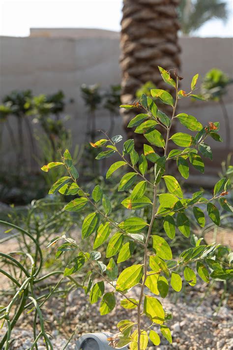 UAE Pavilion opens its doors to the world at Expo 2025 Osaka | UAE