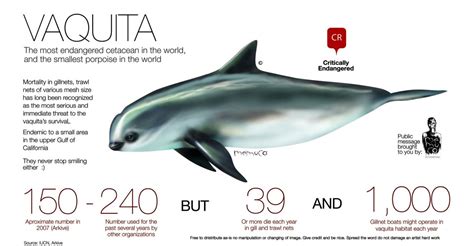 The Vaquita | endangered-animal-lover.com