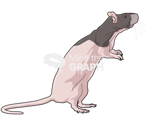 Rat Nude