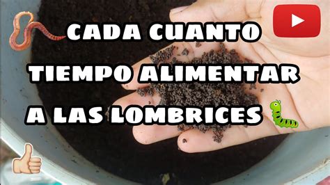 Cada Cuanto Tiempo Alimentar A Las Lombrices Lombriz Roja