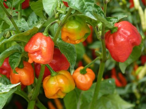 Trinidad Scorpion Butch T Escala Scoville