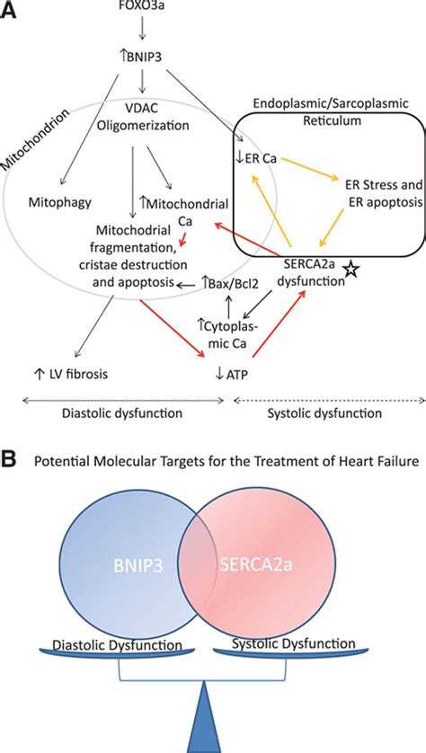 potential role  bnip  cardiac remodeling myocardial stiffness
