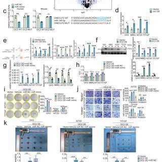 Mir P Reversed The Promoting Effect Of Circdennd B On Pa Cells