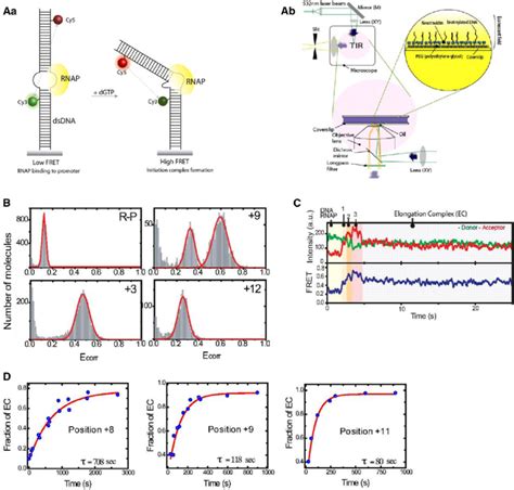 T Rna Polymerase Transcription Measured By Single Molecule Fret Aa