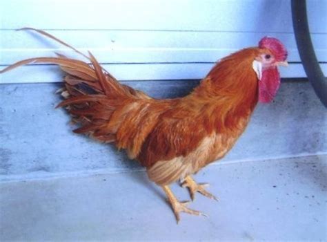 Mikawa Chickens