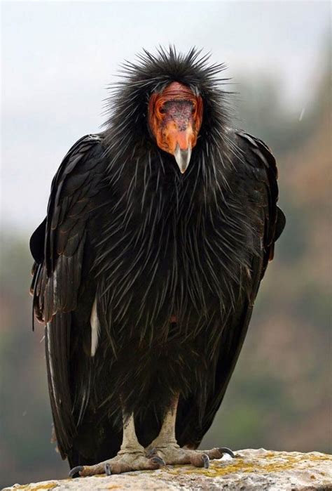 The Majestic California Condor | DinoAnimals.com