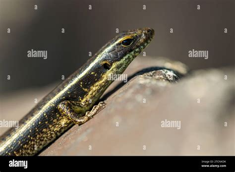 Eulamprus Quoyii Eastern Water Skink Eastern Water Skink Or Golden