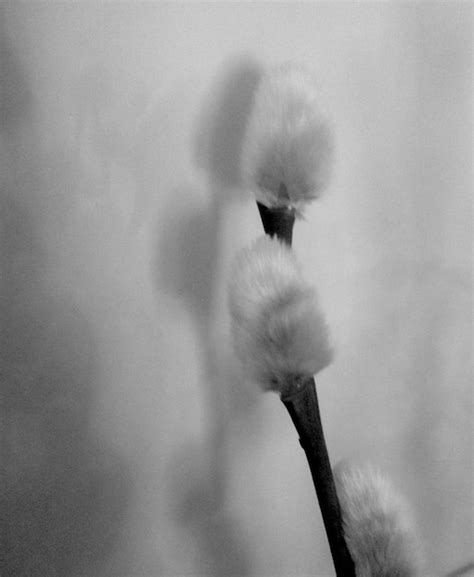 Premium Photo Close Up Of Pussy Willow