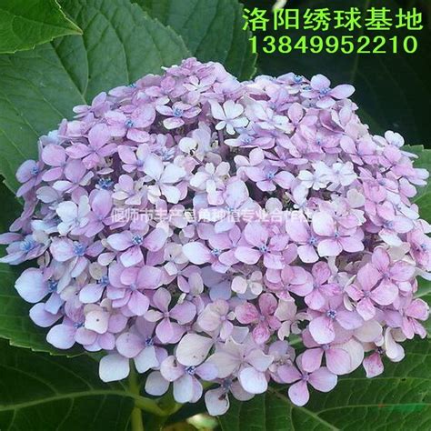 绣球花无尽夏绣球花绣球苗 调色调蓝 工程绿化庭院花卉价格供应图片偃师市丰产皂角种植专业合作社