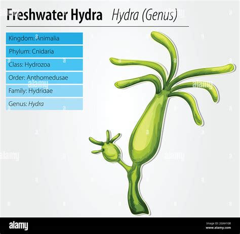 Kingdom Animalia Phylum Cnidaria