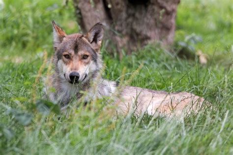 Eurasian wolf pack in snow stock photo. Image of wildlife - 8464362