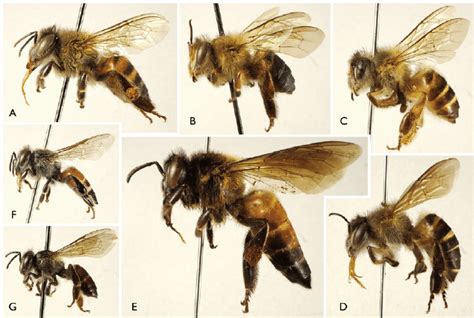 Modern Honey Bee Diversity All Bees Are Workers And To The Same