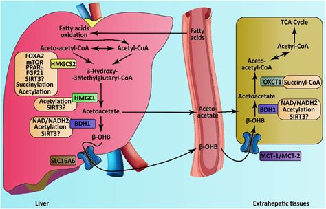 Regulation And Metabolism Of Ketone Body The Synthesis Of