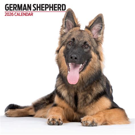Buying German Shepherd Calendar 2025 Modern? Order easily online