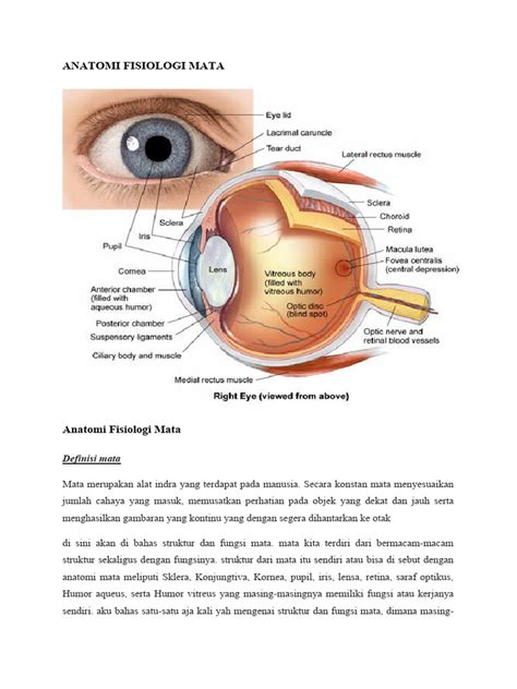 Anatomi Fisiologi Mata Pdf