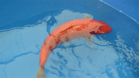 Auktion 253 Konishi Koi Farm Ginrin Orenji Karashigoi 51 Cm 2