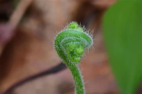 Unfurling Fiddlehead Salem Ct Mark Brucker Flickr