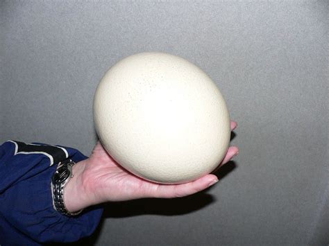 Ostridge Egg