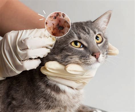 The Guide to Essential Ear Care for Cats & Dogs | MEDIKURIN