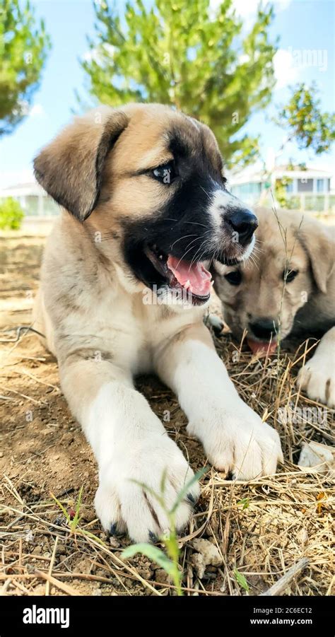 Anatolian Shepherd German Shepherd Mix Puppy