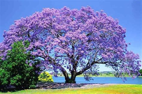 Jacaranda Detailed Information Photos Videos