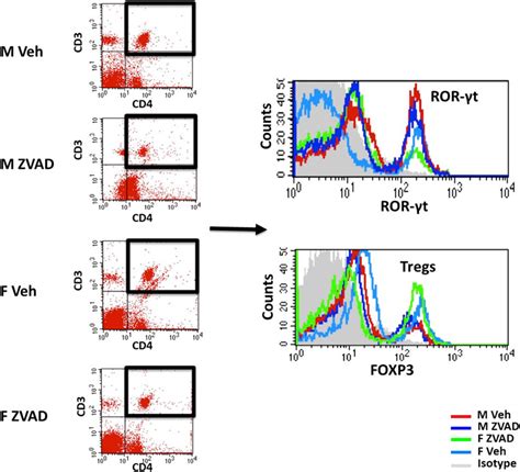 Frontiers Sex Differences In Apoptosis Do Not Contribute To Sex