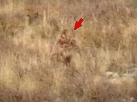 Us Forest Service Cant Say If New Bigfoot Video In Colorado Is Real