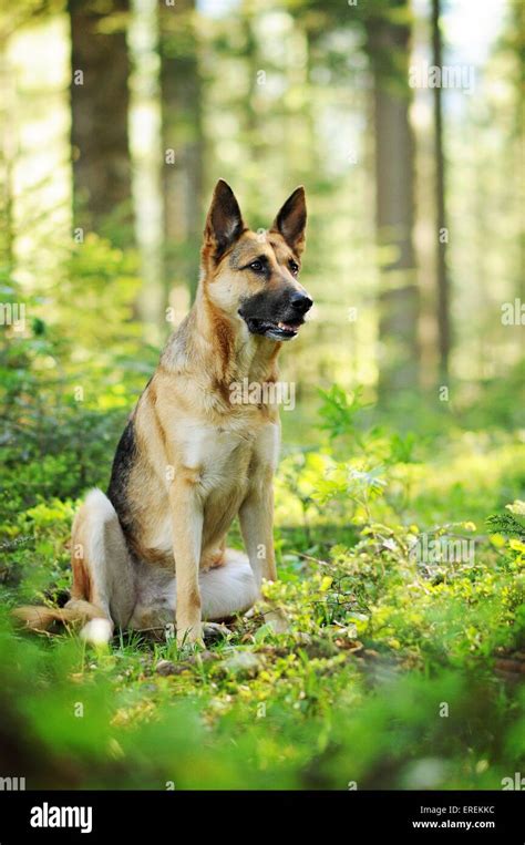 sitting German Shepherd Stock Photo - Alamy