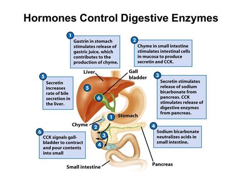 Hormonal Control In Digestion Hormones Digestive Enzymes Digestion