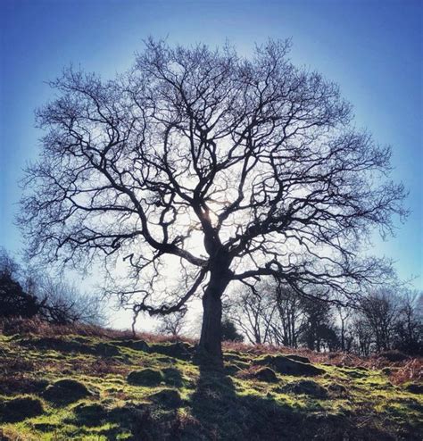 43 Naked Trees Ideas Tree Art Sam Cannon Beautiful Tree