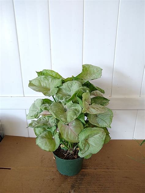 Syngonium Podophyllum ‘bold Allusion Arrowhead Plant Plantvine