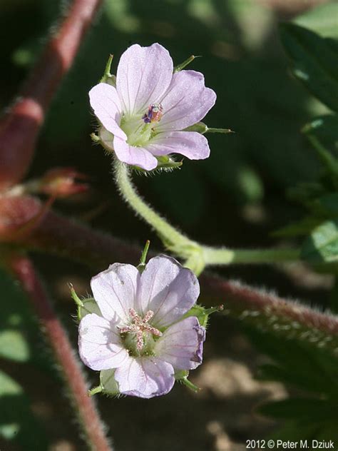 Geranium Bicknellii Bicknells Cranesbill Minnesota Wildflowers