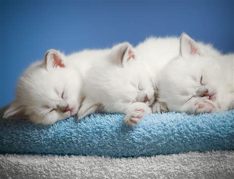 тапети : 3773x2892 px, бебе, котка, котки, сладък, котенца 3773x2892 ...