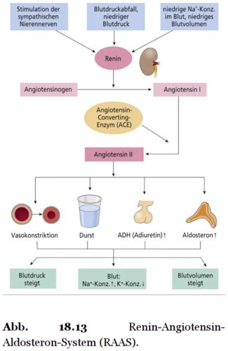 Aufbau Und Funktion Des Urogenitalsystems Lage Und Aufbau Der The