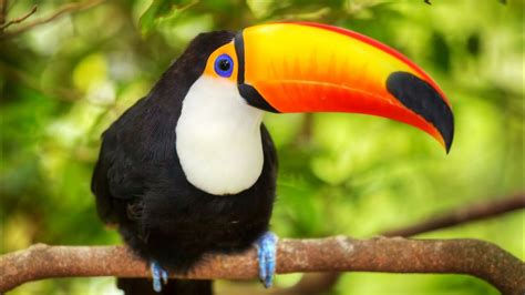 El Amazonas Los Secretos Naturales Del Ecuador Documental