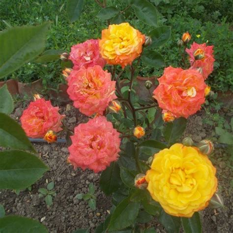 Роза «Колибри (спрей)» — описание, фото и характеристики сорта