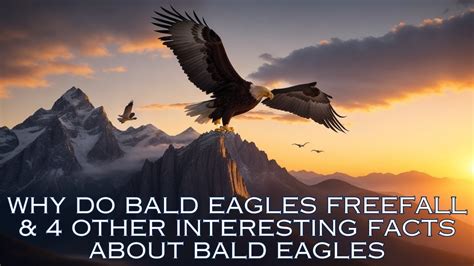 Why Do Bald Eagles Free Fall And 4 Other Interesting Facts About Bald