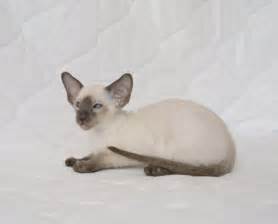 Сиамская кошка: описание породы, характер, фото сиамской кошки