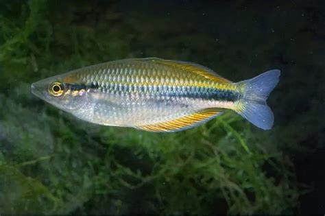 Melanotaenia Lacustris Acquariofilia Consapevole