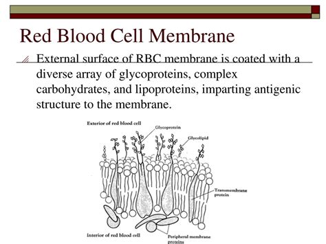 Ppt Unit 6 Abo And H Blood Groups Powerpoint Presentation Free