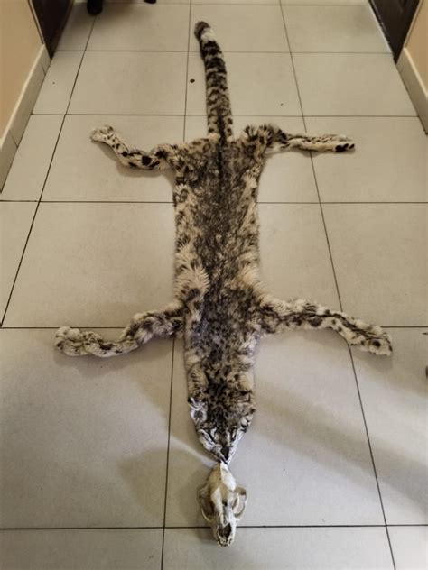 Мужчина застрелил снежного барса и привез его шкуру в Бишкек - | 24.KG